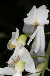 Kentucky yellowwood